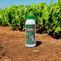 Anoka (Combination of Trichoderma Viride and Pseudomonas) Anoka (Combination of Trichoderma Viride and Pseudomonas)
