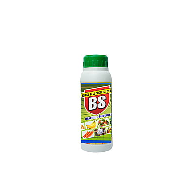 Bacillus Subtilis