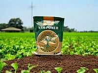 VAM Power | Best Mycorrhizal fungi in India VAM Power | Best Mycorrhizal fungi in India