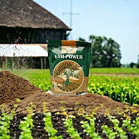 VAM Power | Best Mycorrhizal fungi in India VAM Power | Best Mycorrhizal fungi in India